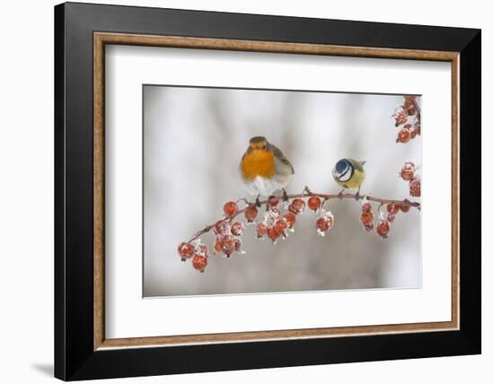 Robin (Erithacus Rubecula) and Blue Tit (Parus Caeruleus) in Winter, Perched on Twig, Scotland, UK-Mark Hamblin-Framed Photographic Print