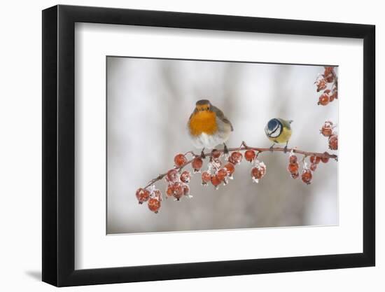 Robin (Erithacus Rubecula) and Blue Tit (Parus Caeruleus) in Winter, Perched on Twig, Scotland, UK-Mark Hamblin-Framed Photographic Print