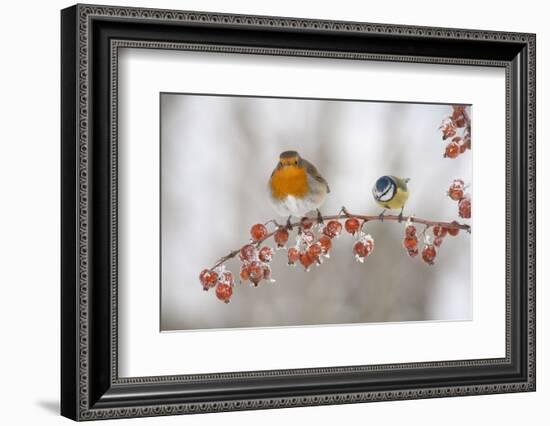 Robin (Erithacus Rubecula) and Blue Tit (Parus Caeruleus) in Winter, Perched on Twig, Scotland, UK-Mark Hamblin-Framed Photographic Print