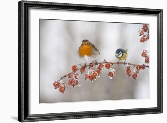 Robin (Erithacus Rubecula) and Blue Tit (Parus Caeruleus) in Winter, Perched on Twig, Scotland, UK-Mark Hamblin-Framed Photographic Print