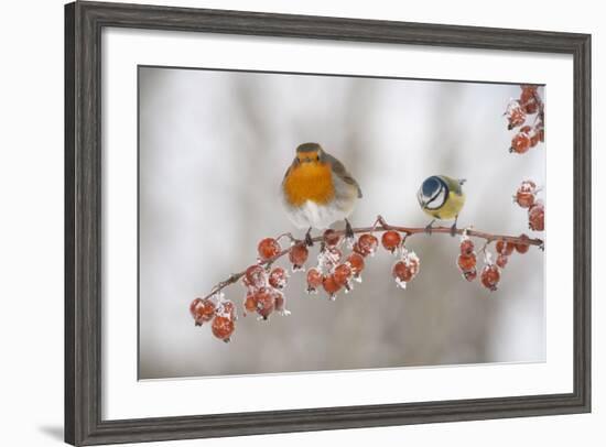 Robin (Erithacus Rubecula) and Blue Tit (Parus Caeruleus) in Winter, Perched on Twig, Scotland, UK-Mark Hamblin-Framed Photographic Print