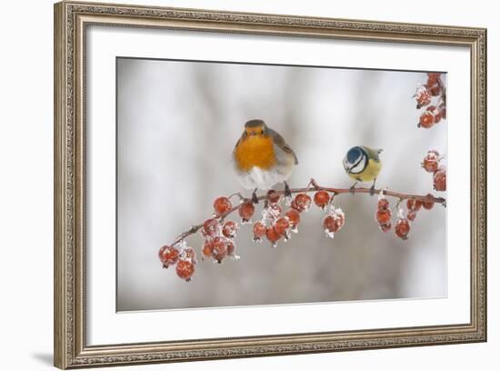 Robin (Erithacus Rubecula) and Blue Tit (Parus Caeruleus) in Winter, Perched on Twig, Scotland, UK-Mark Hamblin-Framed Photographic Print