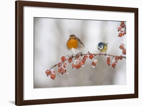 Robin (Erithacus Rubecula) and Blue Tit (Parus Caeruleus) in Winter, Perched on Twig, Scotland, UK-Mark Hamblin-Framed Photographic Print