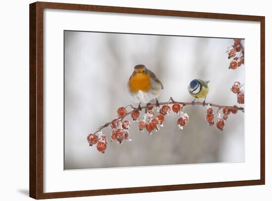 Robin (Erithacus Rubecula) and Blue Tit (Parus Caeruleus) in Winter, Perched on Twig, Scotland, UK-Mark Hamblin-Framed Photographic Print