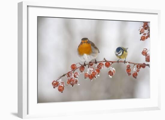 Robin (Erithacus Rubecula) and Blue Tit (Parus Caeruleus) in Winter, Perched on Twig, Scotland, UK-Mark Hamblin-Framed Photographic Print