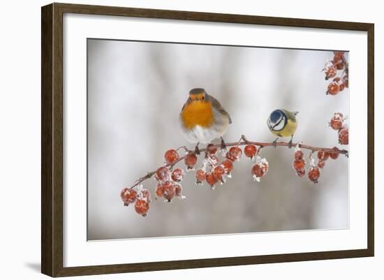 Robin (Erithacus Rubecula) and Blue Tit (Parus Caeruleus) in Winter, Perched on Twig, Scotland, UK-Mark Hamblin-Framed Photographic Print