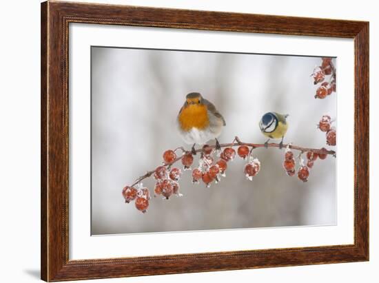 Robin (Erithacus Rubecula) and Blue Tit (Parus Caeruleus) in Winter, Perched on Twig, Scotland, UK-Mark Hamblin-Framed Photographic Print