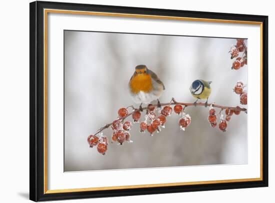 Robin (Erithacus Rubecula) and Blue Tit (Parus Caeruleus) in Winter, Perched on Twig, Scotland, UK-Mark Hamblin-Framed Photographic Print