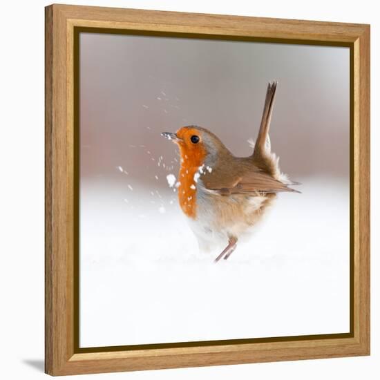 Robin (Erithacus Rubecula) Displaying in Snow, Nr Bradworthy, Devon, UK-Ross Hoddinott-Framed Premier Image Canvas