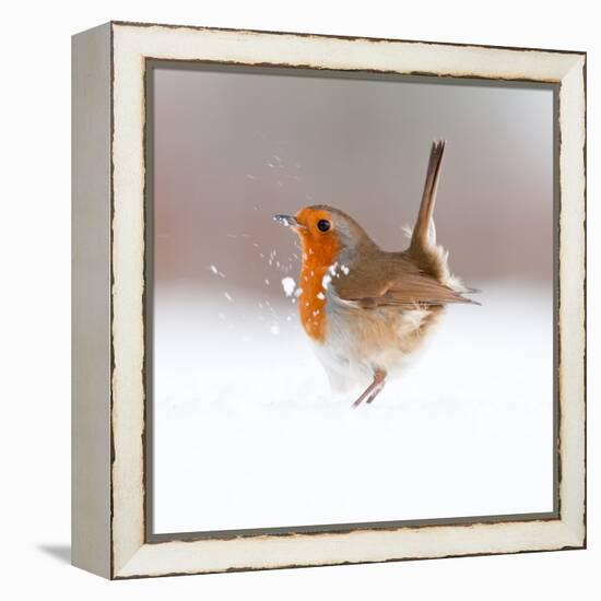 Robin (Erithacus Rubecula) Displaying in Snow, Nr Bradworthy, Devon, UK-Ross Hoddinott-Framed Premier Image Canvas