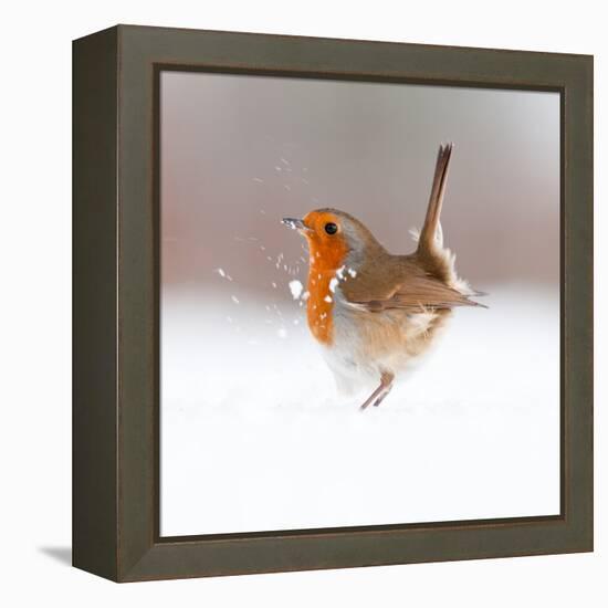 Robin (Erithacus Rubecula) Displaying in Snow, Nr Bradworthy, Devon, UK-Ross Hoddinott-Framed Premier Image Canvas