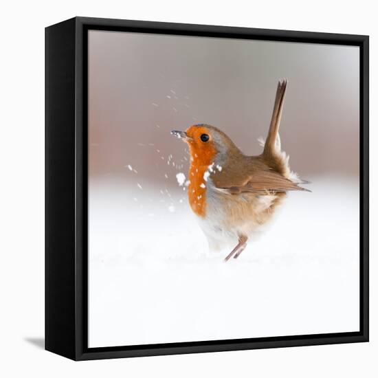 Robin (Erithacus Rubecula) Displaying in Snow, Nr Bradworthy, Devon, UK-Ross Hoddinott-Framed Premier Image Canvas