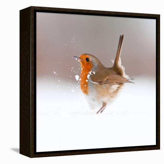 Robin (Erithacus Rubecula) Displaying in Snow, Nr Bradworthy, Devon, UK-Ross Hoddinott-Framed Premier Image Canvas