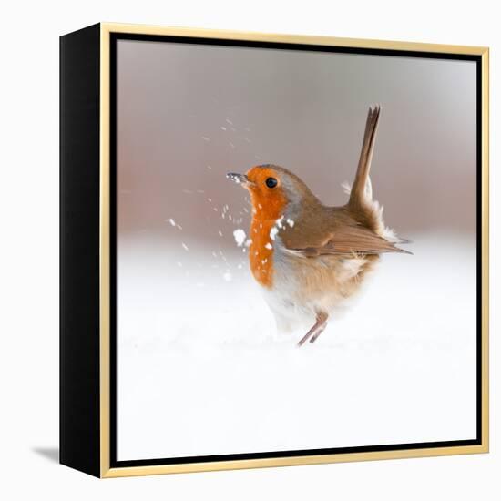 Robin (Erithacus Rubecula) Displaying in Snow, Nr Bradworthy, Devon, UK-Ross Hoddinott-Framed Premier Image Canvas