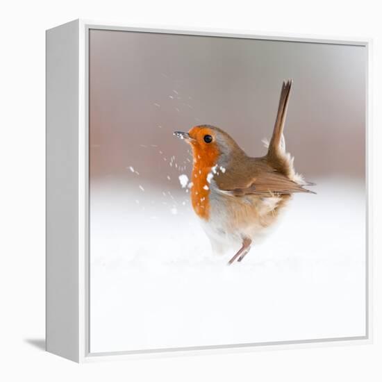 Robin (Erithacus Rubecula) Displaying in Snow, Nr Bradworthy, Devon, UK-Ross Hoddinott-Framed Premier Image Canvas