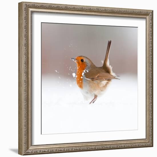 Robin (Erithacus Rubecula) Displaying in Snow, Nr Bradworthy, Devon, UK-Ross Hoddinott-Framed Photographic Print