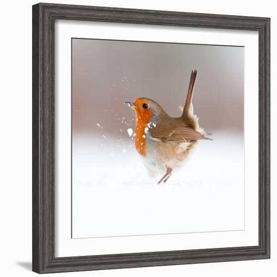 Robin (Erithacus Rubecula) Displaying in Snow, Nr Bradworthy, Devon, UK-Ross Hoddinott-Framed Photographic Print