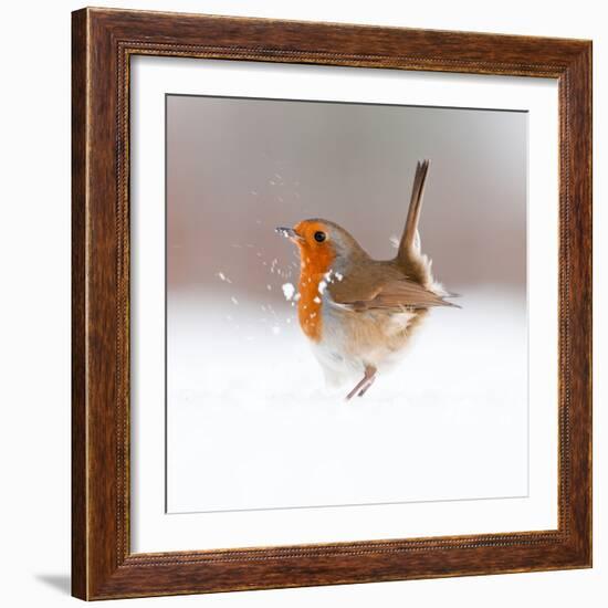 Robin (Erithacus Rubecula) Displaying in Snow, Nr Bradworthy, Devon, UK-Ross Hoddinott-Framed Photographic Print