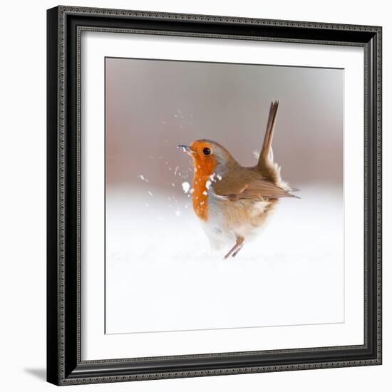 Robin (Erithacus Rubecula) Displaying in Snow, Nr Bradworthy, Devon, UK-Ross Hoddinott-Framed Photographic Print