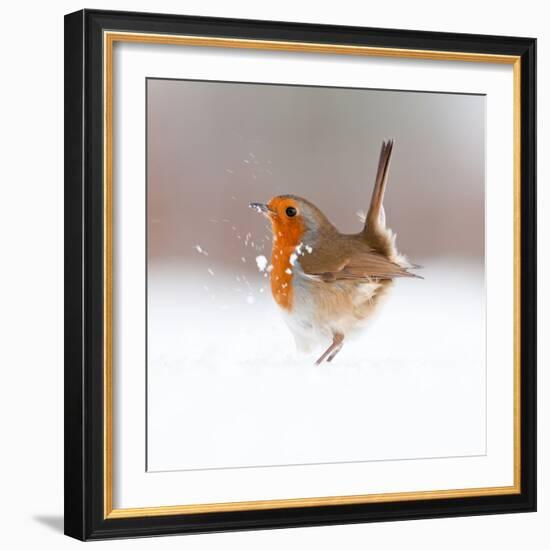 Robin (Erithacus Rubecula) Displaying in Snow, Nr Bradworthy, Devon, UK-Ross Hoddinott-Framed Photographic Print