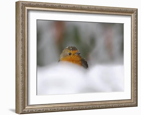 Robin (Erithacus Rubecula), in Garden in Falling Snow, United Kingdom, Europe-Ann & Steve Toon-Framed Photographic Print