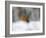 Robin (Erithacus Rubecula), in Garden in Falling Snow, United Kingdom, Europe-Ann & Steve Toon-Framed Photographic Print