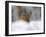 Robin (Erithacus Rubecula), in Garden in Falling Snow, United Kingdom, Europe-Ann & Steve Toon-Framed Photographic Print