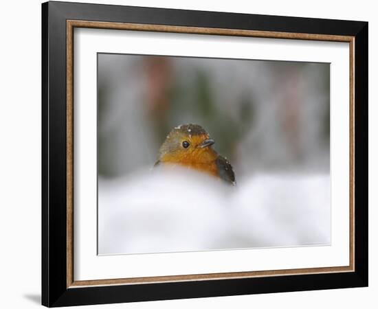 Robin (Erithacus Rubecula), in Garden in Falling Snow, United Kingdom, Europe-Ann & Steve Toon-Framed Photographic Print