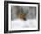 Robin (Erithacus Rubecula), in Garden in Falling Snow, United Kingdom, Europe-Ann & Steve Toon-Framed Photographic Print