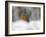 Robin (Erithacus Rubecula), in Garden in Falling Snow, United Kingdom, Europe-Ann & Steve Toon-Framed Photographic Print