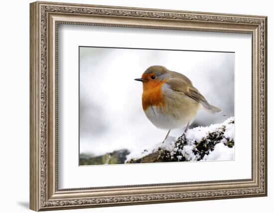 Robin (Erithacus rubecula) in snow, Broxwater, Cornwall, UK-Ross Hoddinott-Framed Photographic Print