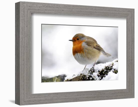 Robin (Erithacus rubecula) in snow, Broxwater, Cornwall, UK-Ross Hoddinott-Framed Photographic Print