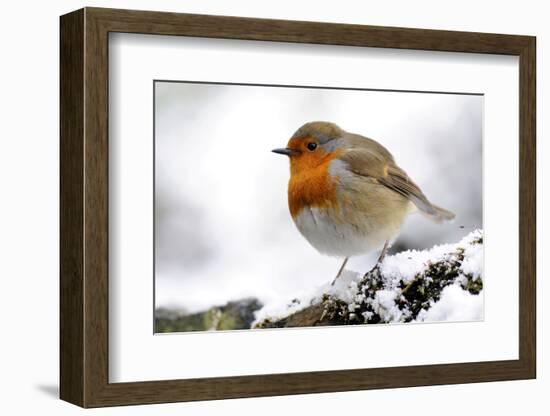 Robin (Erithacus rubecula) in snow, Broxwater, Cornwall, UK-Ross Hoddinott-Framed Photographic Print