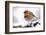 Robin (Erithacus rubecula) in snow, Broxwater, Cornwall, UK-Ross Hoddinott-Framed Photographic Print