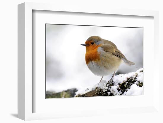 Robin (Erithacus rubecula) in snow, Broxwater, Cornwall, UK-Ross Hoddinott-Framed Photographic Print