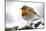 Robin (Erithacus rubecula) in snow, Broxwater, Cornwall, UK-Ross Hoddinott-Mounted Photographic Print