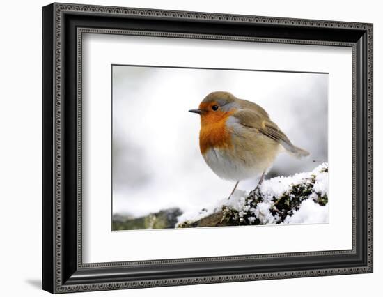 Robin (Erithacus rubecula) in snow, Broxwater, Cornwall, UK-Ross Hoddinott-Framed Photographic Print