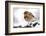 Robin (Erithacus rubecula) in snow, Broxwater, Cornwall, UK-Ross Hoddinott-Framed Photographic Print