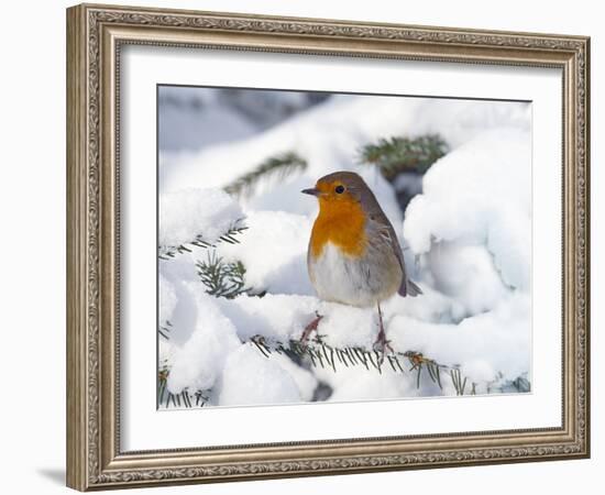 Robin (Erithacus rubecula) in snow, Norfolk, England, UK, February.-Ernie Janes-Framed Photographic Print