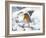 Robin (Erithacus rubecula) in snow, Norfolk, England, UK, February.-Ernie Janes-Framed Photographic Print