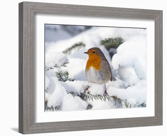 Robin (Erithacus rubecula) in snow, Norfolk, England, UK, February.-Ernie Janes-Framed Photographic Print