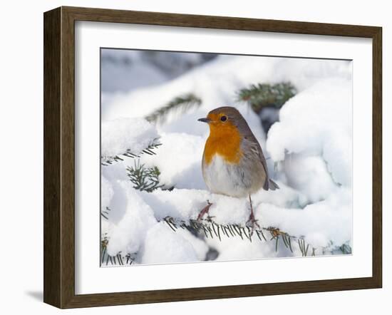 Robin (Erithacus rubecula) in snow, Norfolk, England, UK, February.-Ernie Janes-Framed Photographic Print