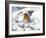 Robin (Erithacus rubecula) in snow, Norfolk, England, UK, February.-Ernie Janes-Framed Photographic Print