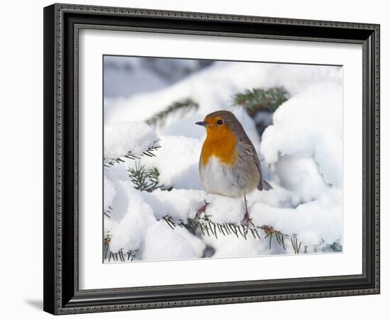 Robin (Erithacus rubecula) in snow, Norfolk, England, UK, February.-Ernie Janes-Framed Photographic Print