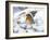 Robin (Erithacus rubecula) in snow, Norfolk, England, UK, February.-Ernie Janes-Framed Photographic Print