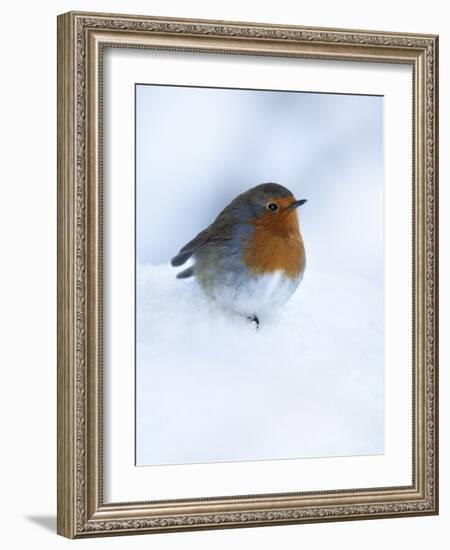 Robin (Erithacus Rubecula), in Snow, United Kingdom, Europe-Ann & Steve Toon-Framed Photographic Print