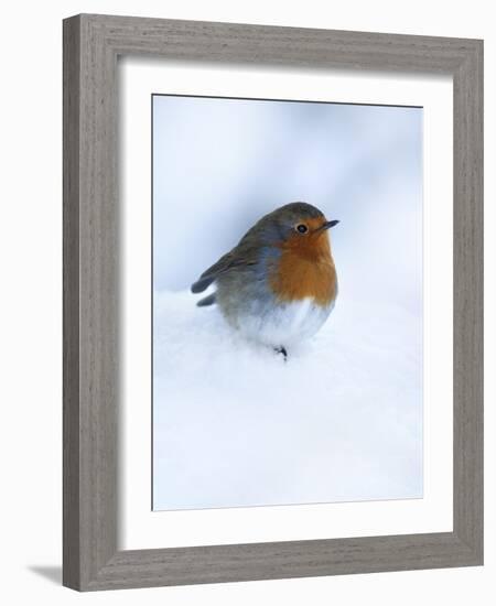 Robin (Erithacus Rubecula), in Snow, United Kingdom, Europe-Ann & Steve Toon-Framed Photographic Print