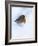 Robin (Erithacus Rubecula), in Snow, United Kingdom, Europe-Ann & Steve Toon-Framed Photographic Print