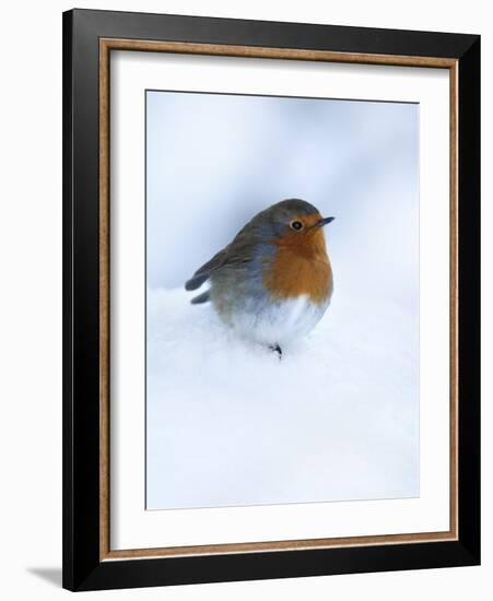 Robin (Erithacus Rubecula), in Snow, United Kingdom, Europe-Ann & Steve Toon-Framed Photographic Print