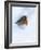 Robin (Erithacus Rubecula), in Snow, United Kingdom, Europe-Ann & Steve Toon-Framed Photographic Print